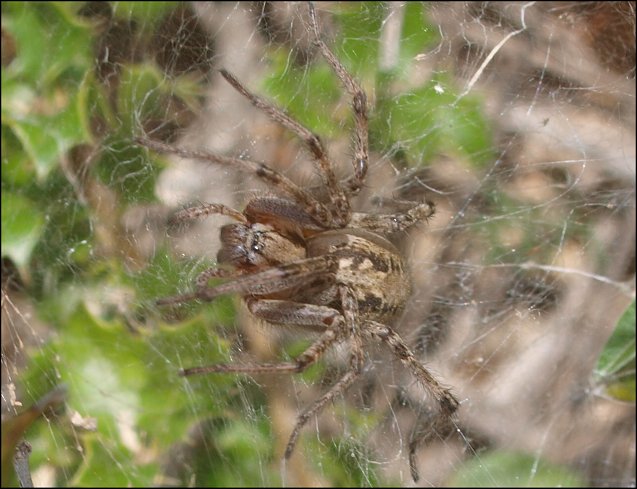 Agelena labyrinthica 6