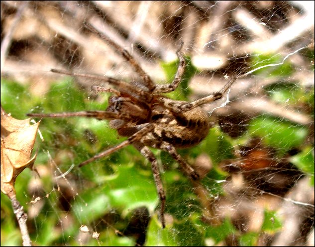 Agelena labyrinthica 7