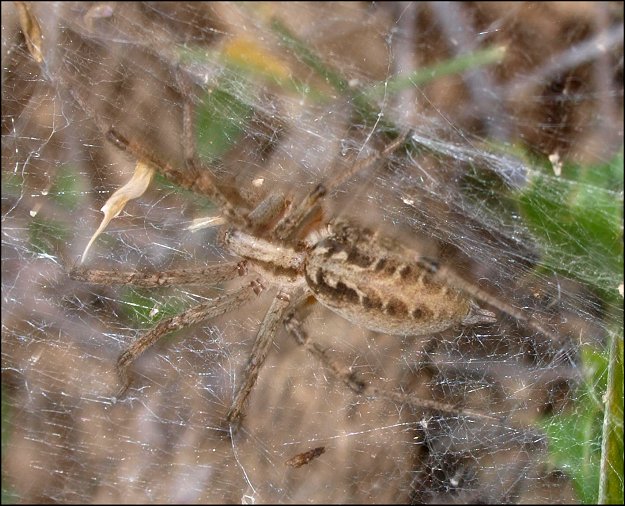 Agelena labyrinthica 8