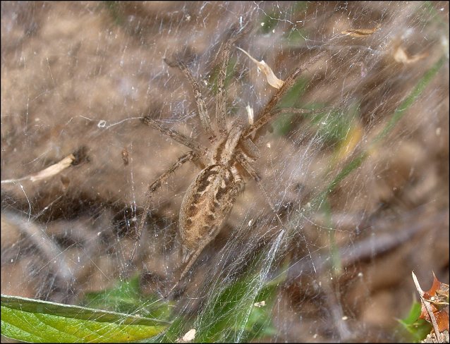 Agelena labyrinthica 9