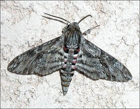Agrias convolvuli 1