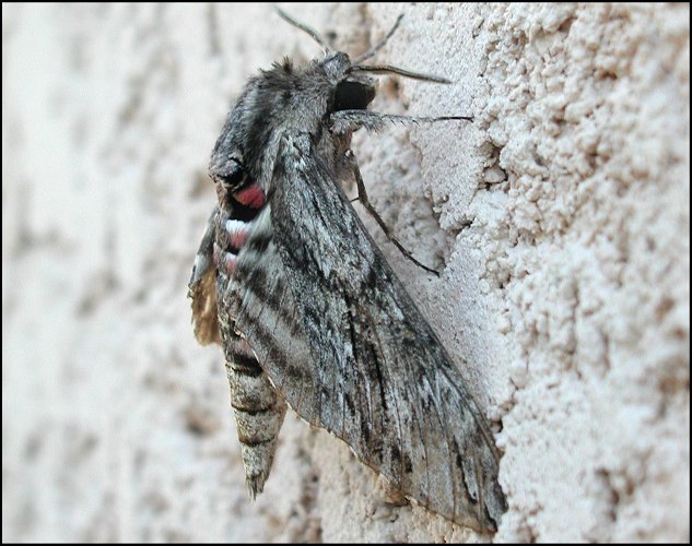 Agrius convolvuli 2