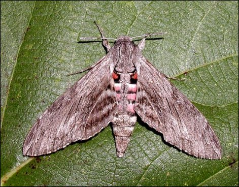 Agrius convolvuli 3