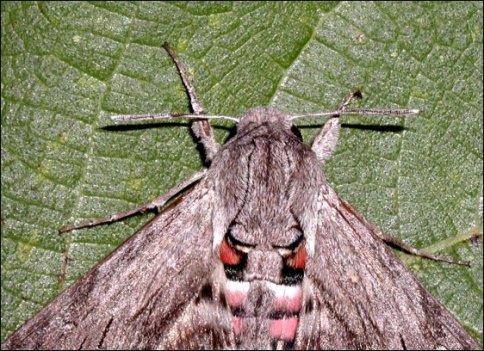 Agrius convolvuli 4
