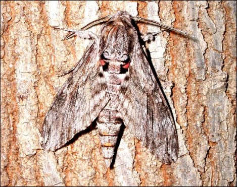 Agrius convolvuli 5