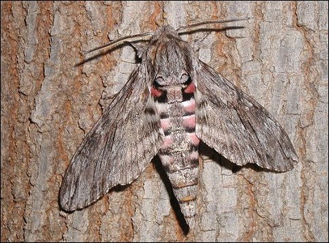Agrius convolvuli 6