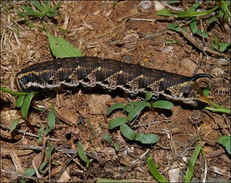 Agrius convolvuli 7