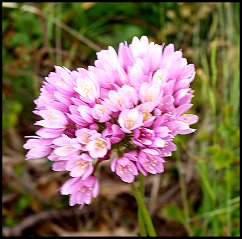 Ail rose