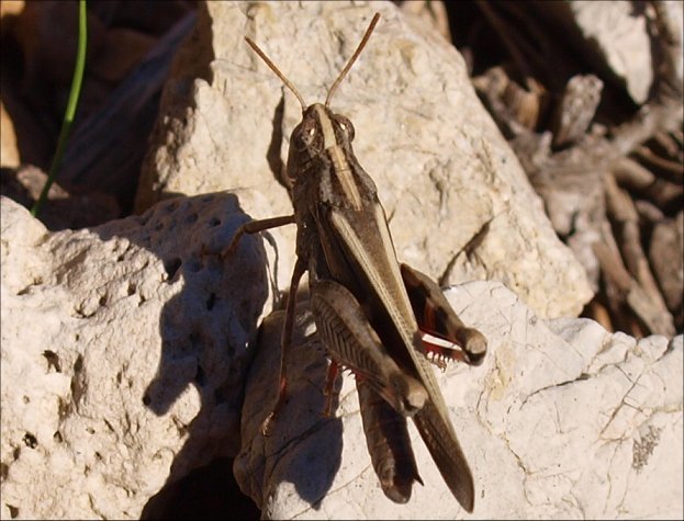 Aiolopus strepens