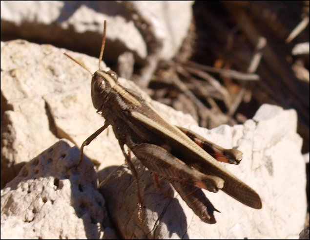 Aiolopus strepens 2