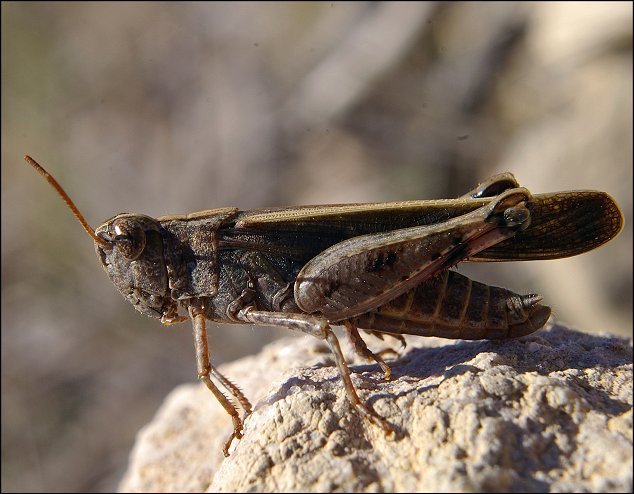 Aiolopus strepens 3