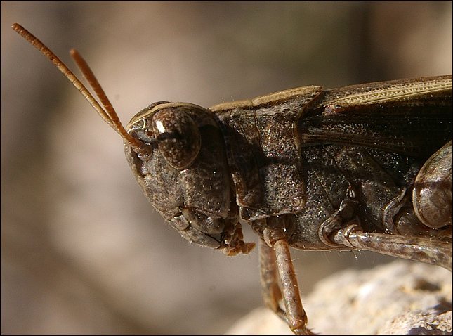 Aiolopus strepens 4