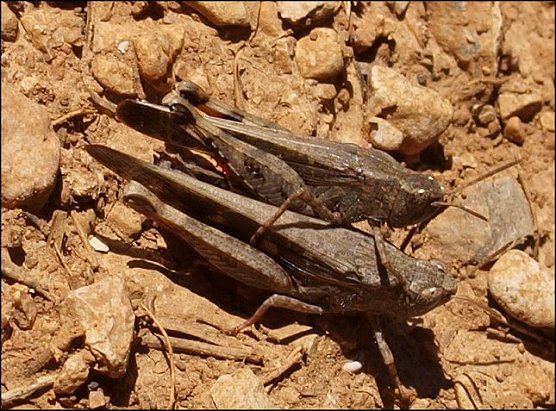 Aiolopus strepens 5