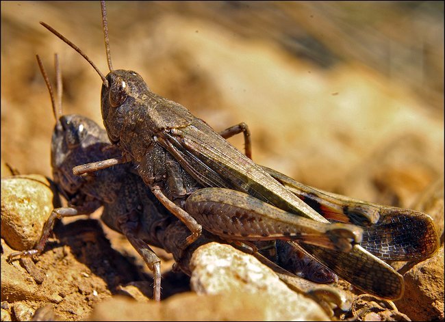 Aiolopus strepens 6