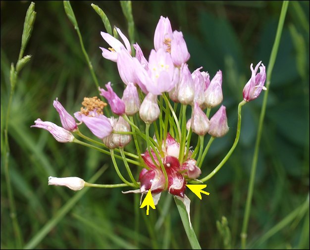 Allium roseum c