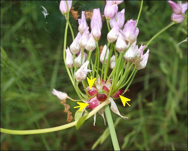 Allium roseum d