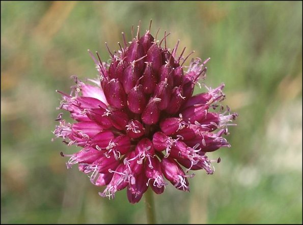 Allium sphaerocephalon 2
