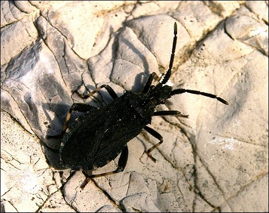 Alydus calcaratus 1