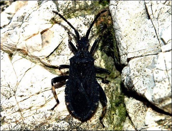 Alydus calcaratus 2