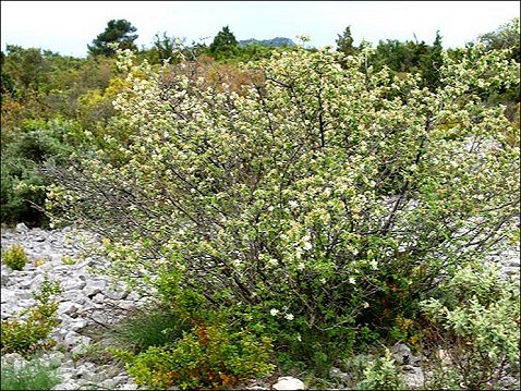 Amelanchier ovalis 1