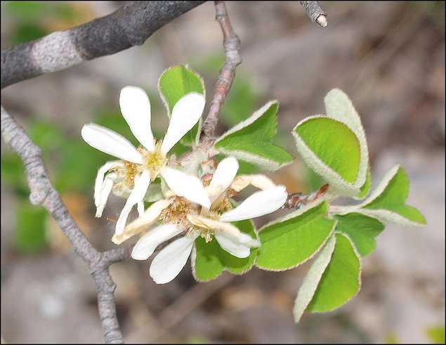 Amelanchier ovalis 10