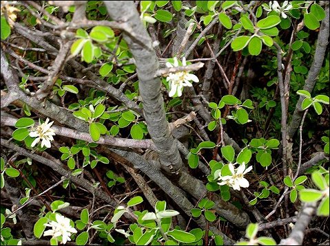 Amelanchier ovalis 3