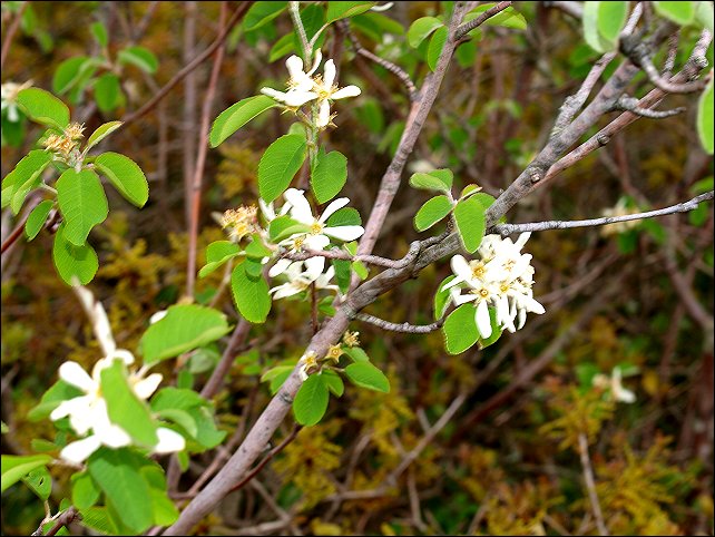 Amelanchier ovalis 4