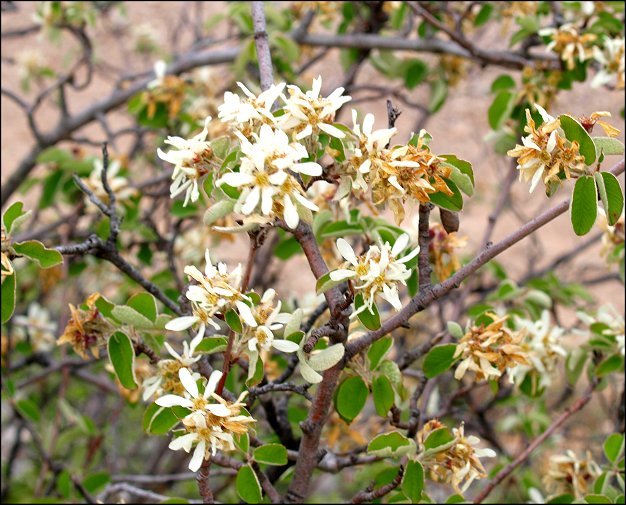 Amelanchier ovalis 5