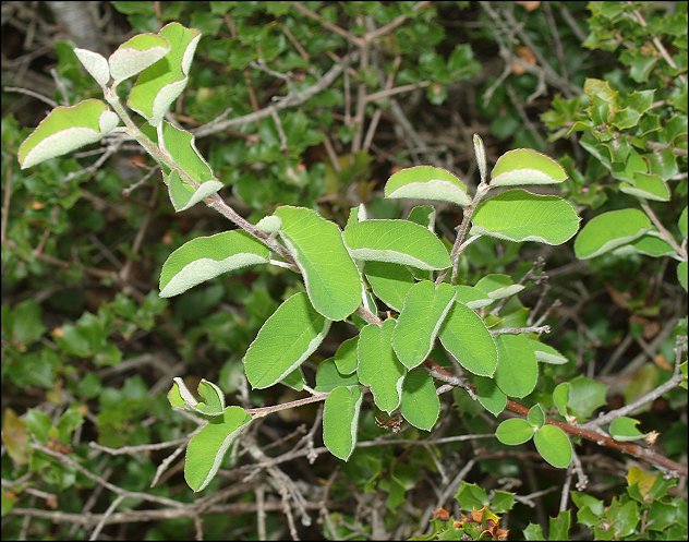 Amelanchier ovalis 6