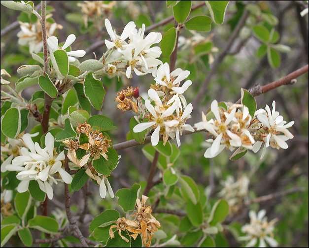 Amelanchier ovalis 8