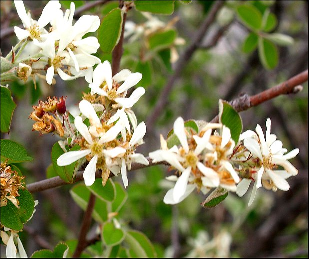 Amelanchier ovalis 9