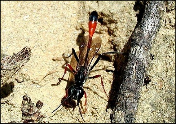Ammophila heydeni 1