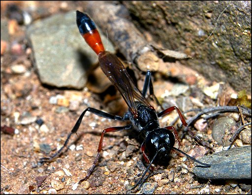 Ammophila heydeni 2