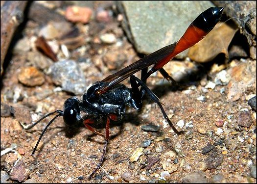 Ammophila heydeni 3
