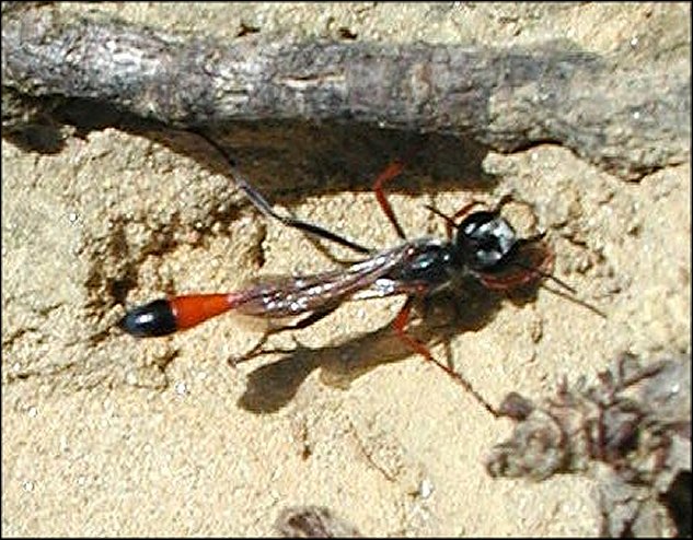 Ammophila heydeni 4