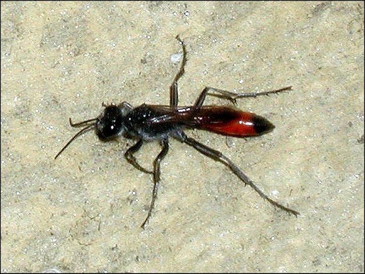 Ammophila sabulosa 1