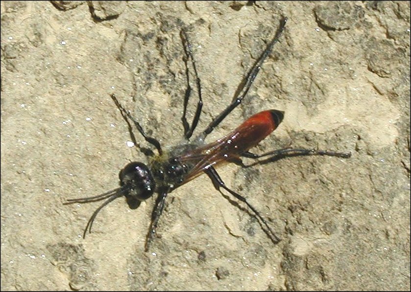 Ammophila sabulosa 2