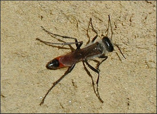 Ammophila sabulosa 3