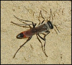 Ammophile des sables