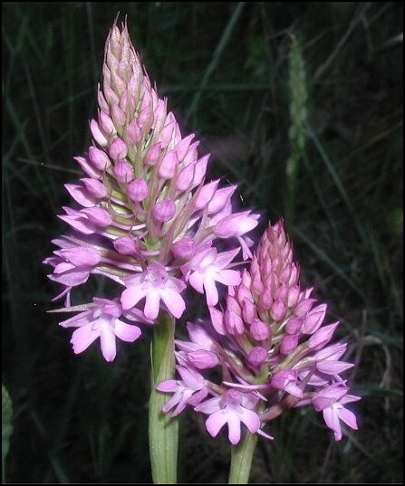 Anacamptis pyramidalis 1