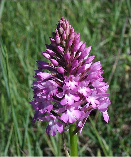 Anacamptis pyramidalis 2