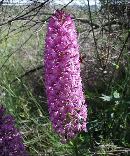 Anacamptis pyramidalis 3