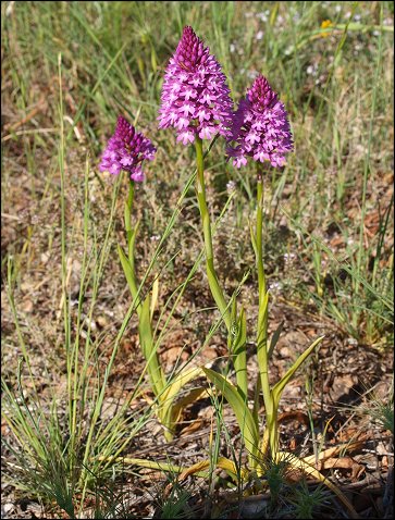 Anacamptis pyramidalis 4