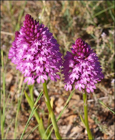 Anacamptis pyramidalis 5