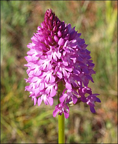 Anacamptis pyramidalis 6