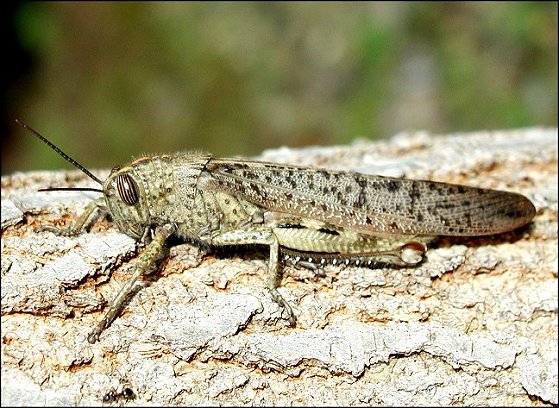 Anacridium aegyptium 1