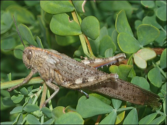 Anacridium aegyptium 10
