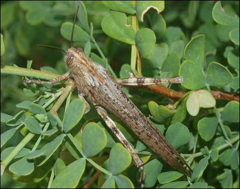 Anacridium aegyptium 11