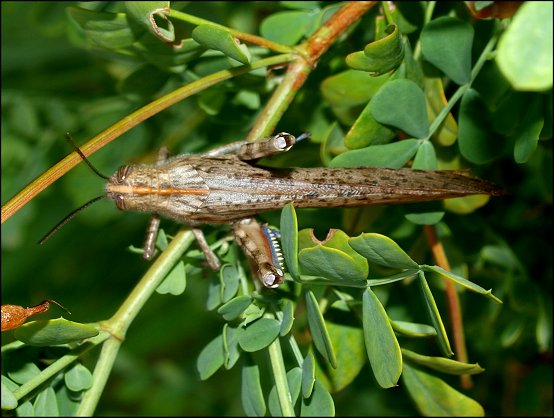 Anacridium aegyptium 12