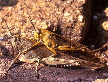 Anacridium aegyptium 13